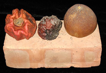 Three dried fruits on a brick